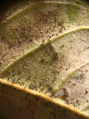 Phyllactinia fraxini