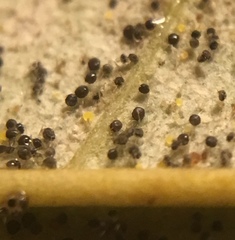 Phyllactinia fraxini