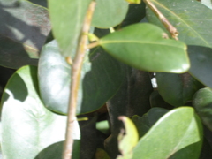 Ternstroemia tepezapote