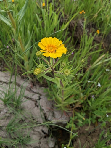 showy golden madia (Madia radiata)