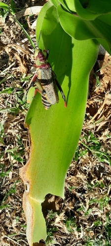 Koppie Foam Grasshopper