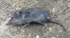 Notiosorex crawfordi