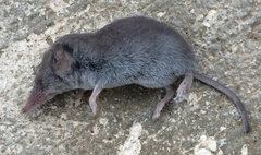 Notiosorex crawfordi