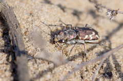 Cicindela nordmanni
