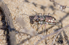 Cicindela nordmanni