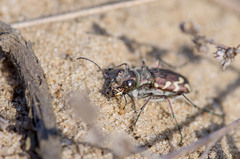 Cicindela nordmanni