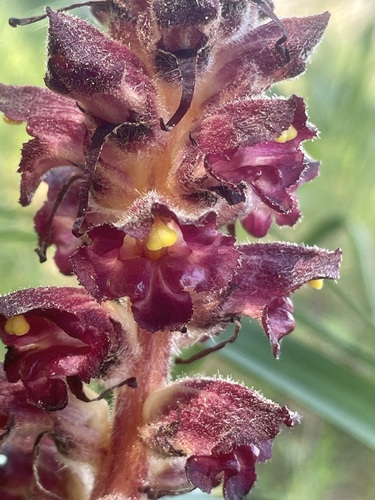 Image of Orobanche variegata by (c) Riccardo Rocca, some rights reserved (CC BY)