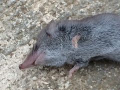 Notiosorex crawfordi