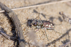 Cicindela nordmanni