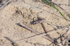 Cicindela nordmanni
