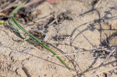 Cicindela nordmanni