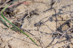 Cicindela nordmanni