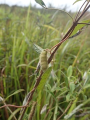 Cajanus scarabaeoides