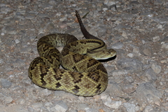 Crotalus ehecatl