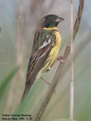 Emberiza aureola