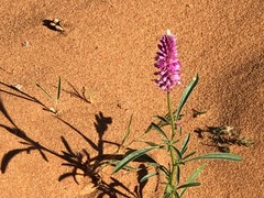 Hermbstaedtia fleckii