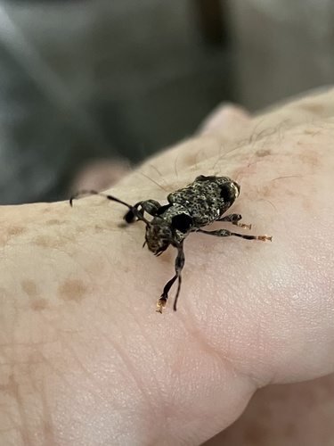 Mundeu maculicollis