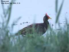 Gallicrex cinerea