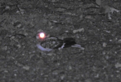 White-tailed Nightjar (Hydropsalis cayennensis), photo 6