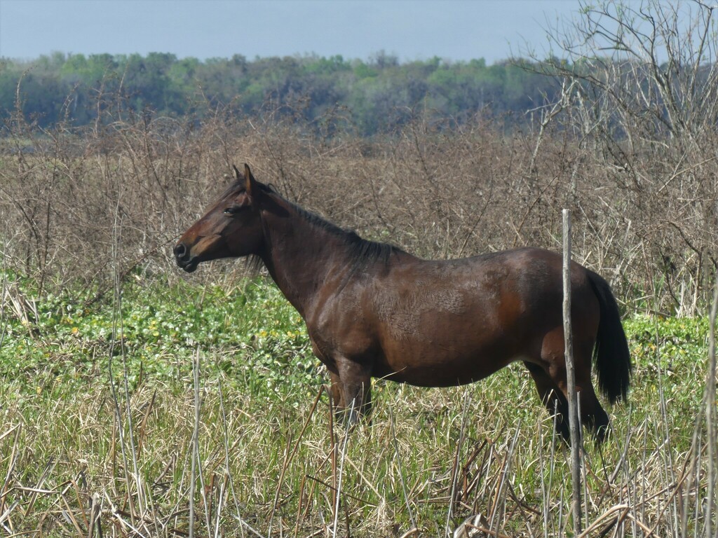 Domestic Horse from Alachua County, FL, USA on February 23, 2023 at 03