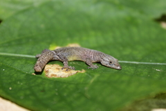 Sphaerodactylus glaucus