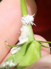 Maconellicoccus hirsutus