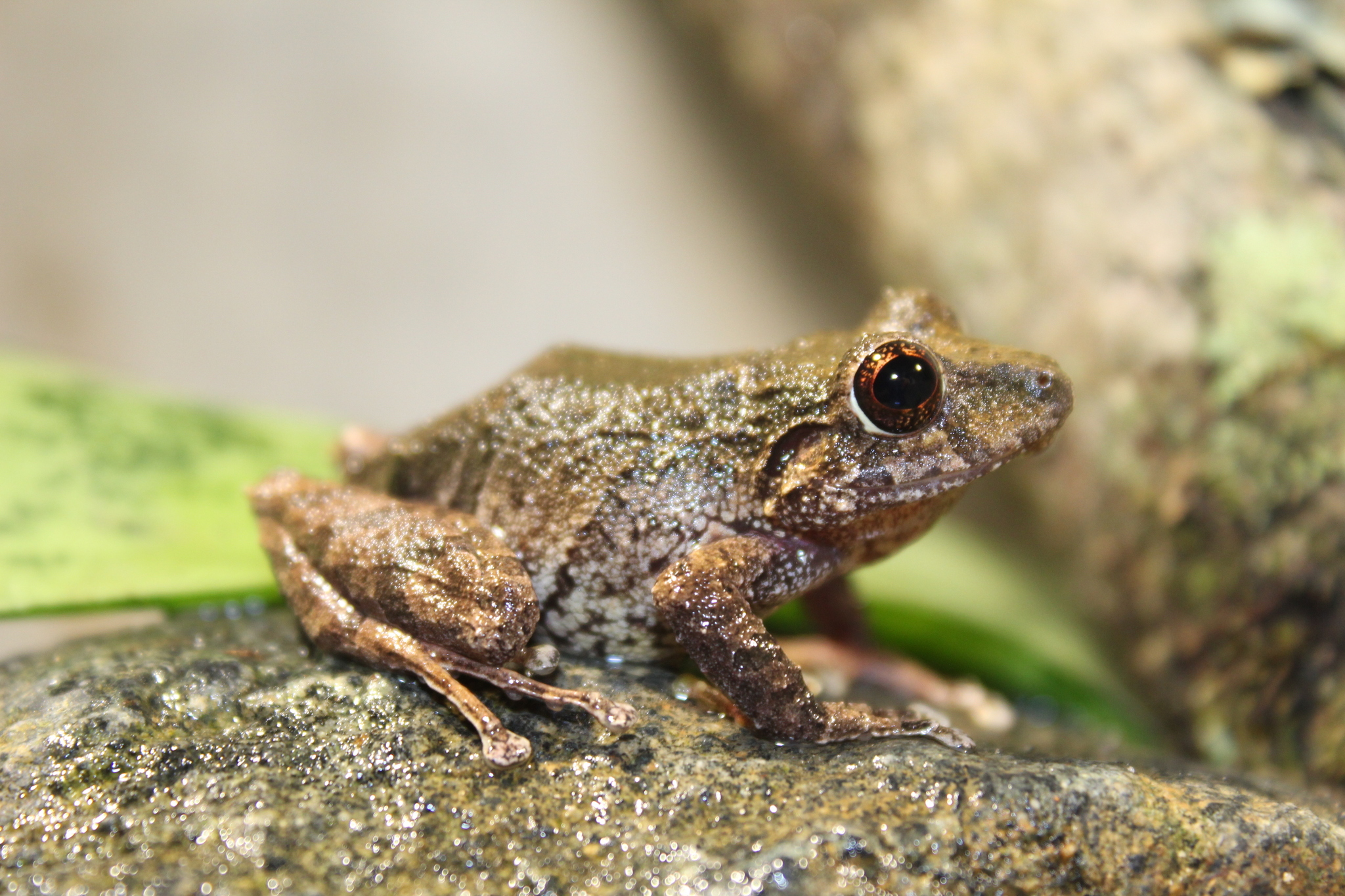 Pristimantis penelopus (Lynch & RuedaAlmonacid, 1999)