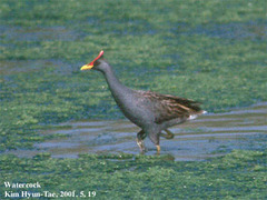 Gallicrex cinerea
