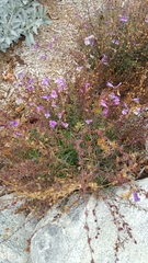 Penstemon heterophyllus australis