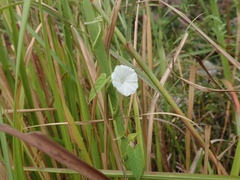 Ipomoea biflora