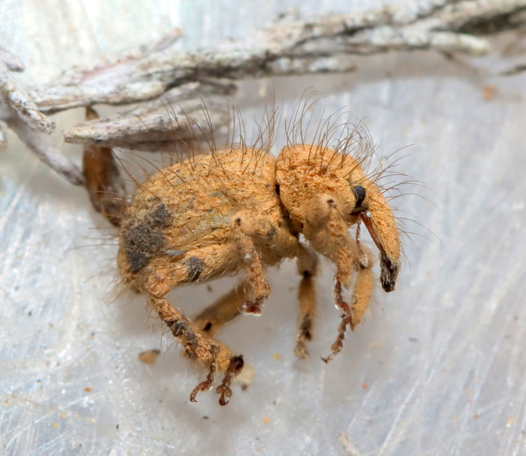 Pachytrichus ursus