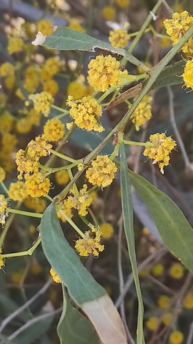 Image of Acacia provincialis by no rights reserved