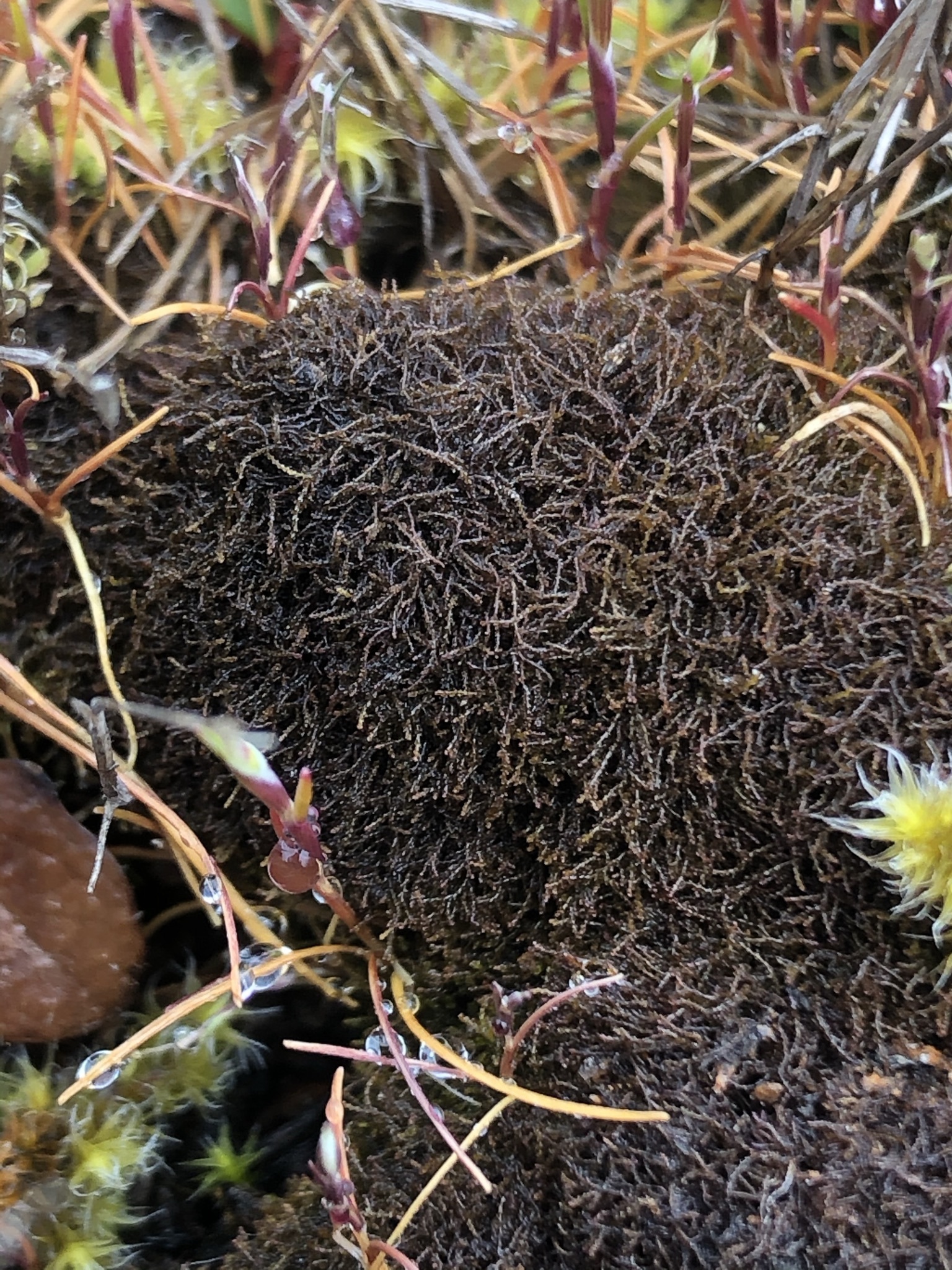 Cephaloziella divaricata