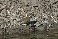 Turdus philomelos