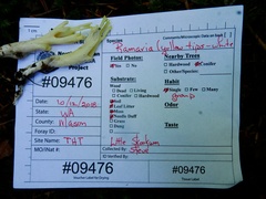 Ramaria cystidiophora