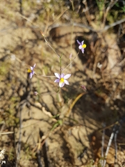 Cyanella hyacinthoides