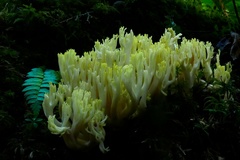 Ramaria cystidiophora