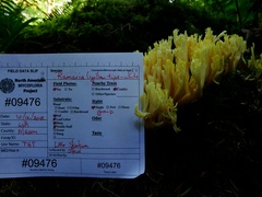 Ramaria cystidiophora