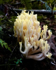 Ramaria cystidiophora