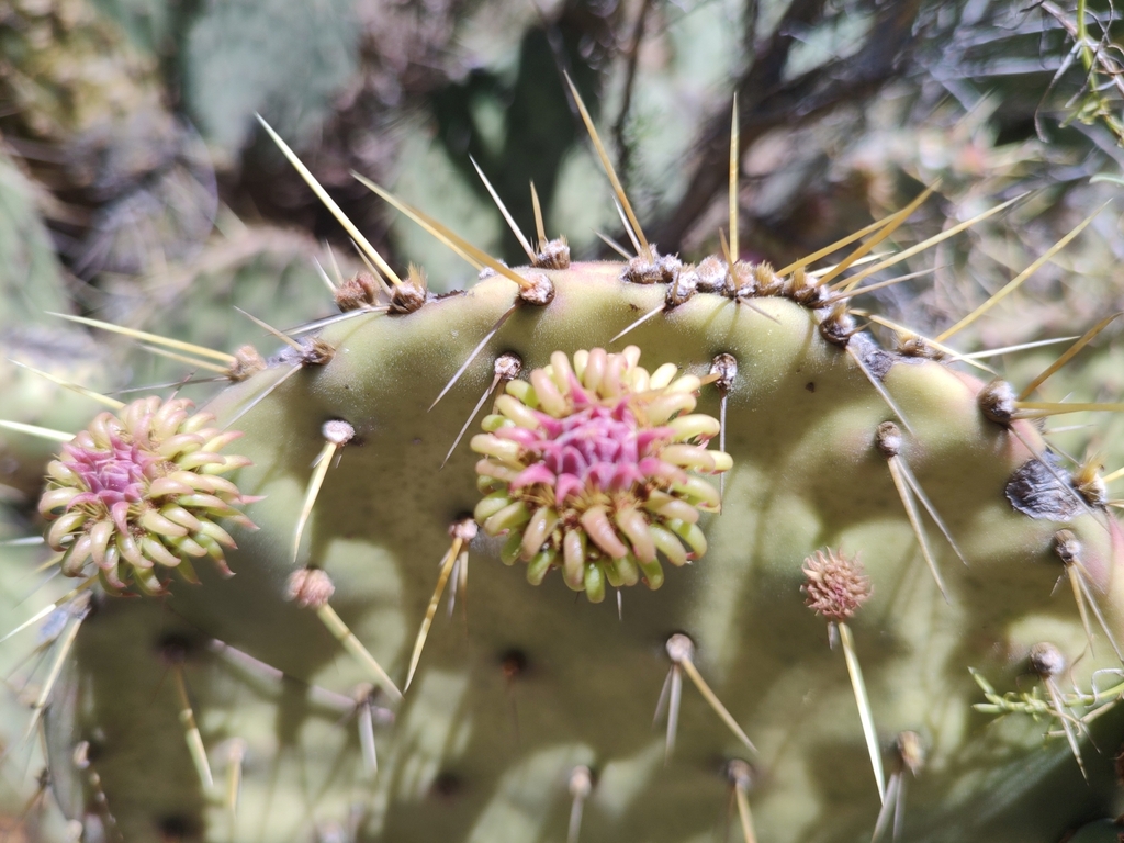 Opuntia caboensis; photograph Abraham Sánchez Romero, CC BY, iNaturalist via GBIF