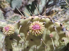 Opuntia caboensis