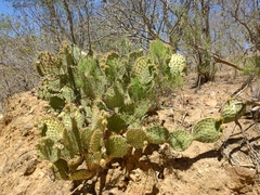 Abraham Sánchez Romero, CC BY, iNaturalist via GBIF Opuntia caboensis, photograph Abraham Sánchez Romero, CC BY, iNaturalist via GBIF