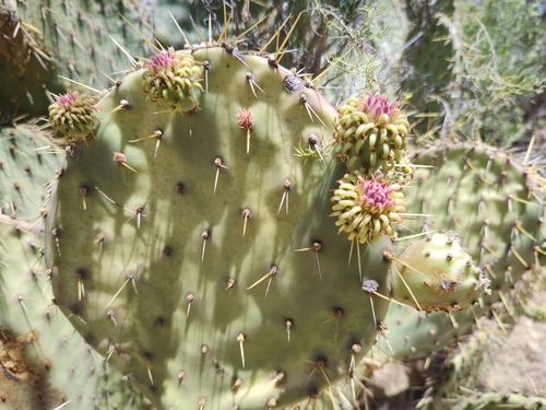 Opuntia caboensis, photograph 2