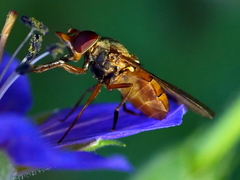 Rhingia rostrata