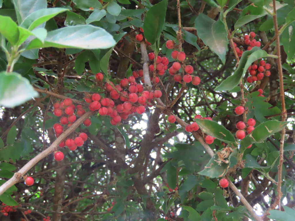 plants from Alto Dorado, Alto Boquete, Panamá on April 08, 2023 at 04: ...