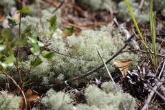 Cladonia evansii