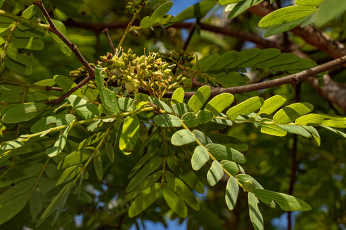 Brachystegia utilis observed 2019-11-30
