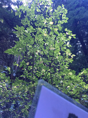 Euonymus occidentalis