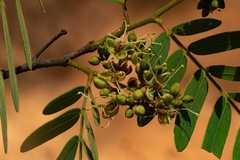 Brachystegia utilis image