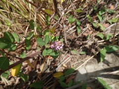 Grona heterocarpos strigosa